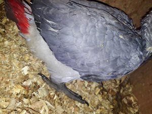 African grey