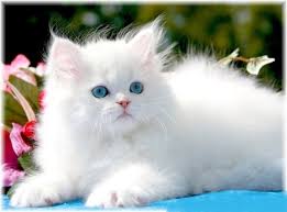 CATS FOR SALE