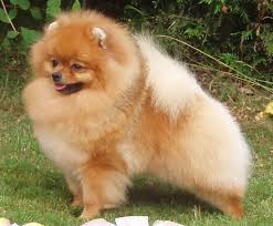 puppy for adoption