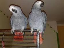 Beautiful Pair Of Congo African Grey Parrots