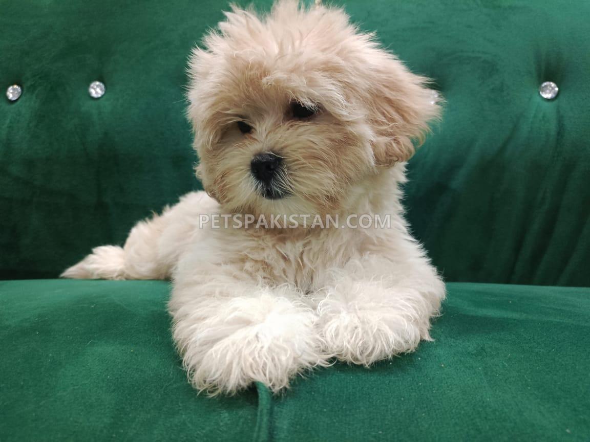 Shih Tzu for sale