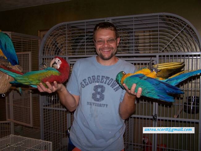 parrots for sale with macaws and eggs