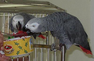 Male and Female Colonel African grey parrots