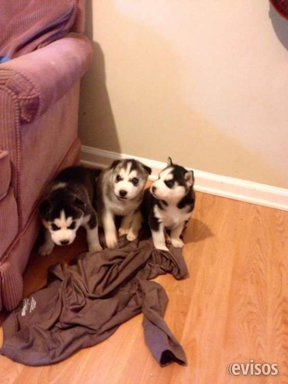 3 Siberian huskies for adoption