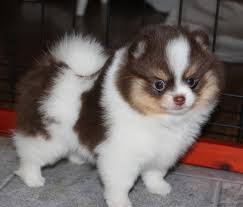Priceless White Pomeranian Puppy For Adoption