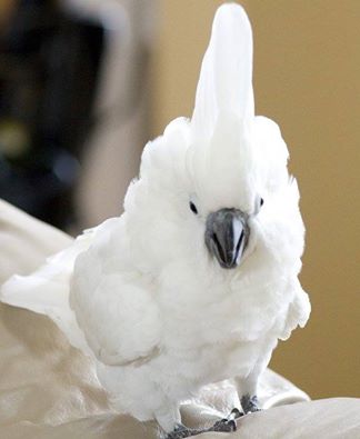 Parrots and Parrot eggs for sale