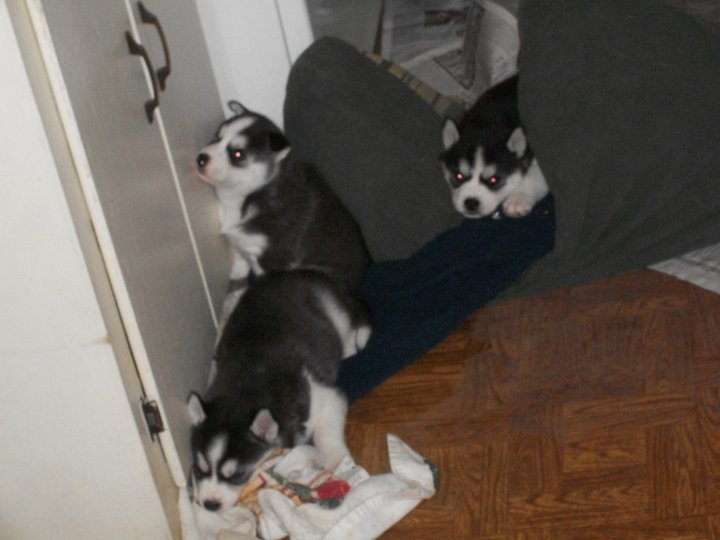 2 males and female siberian husky puppies for free adoption. 