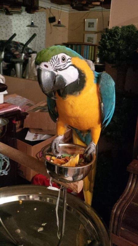 Well trained adorable Macaw parrots