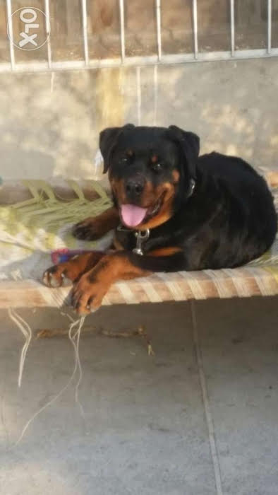 Rottweiler 9 months 