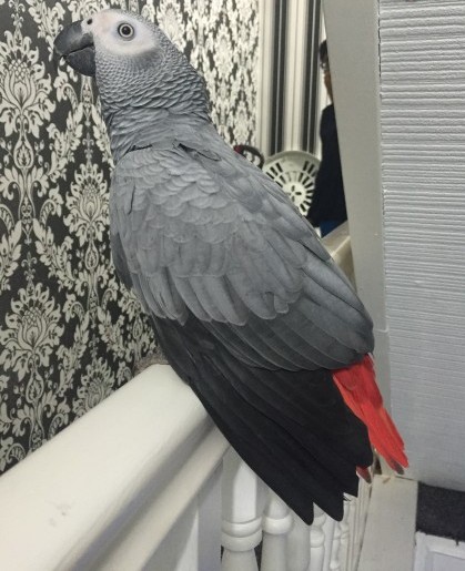 Lovely Hand Reared African Grey