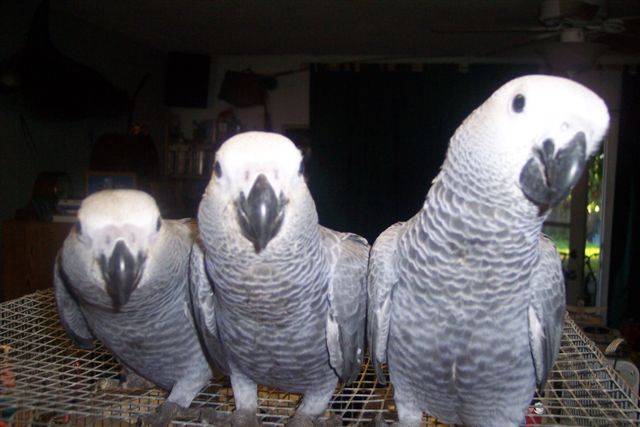  African grey,Macaw and cockatoo parrots with hatching eggs for sale(www.birdsbreed.webs.com)