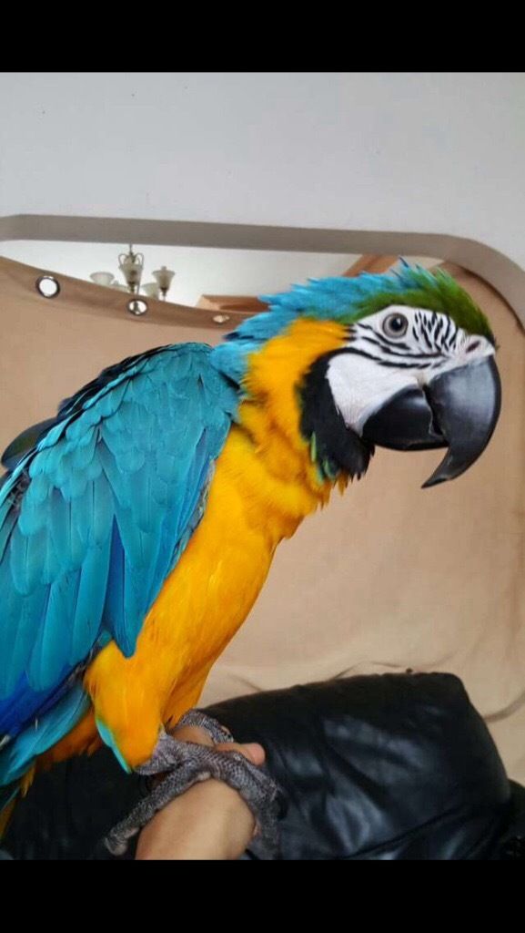 Macaw 12 months baby with new stand 
