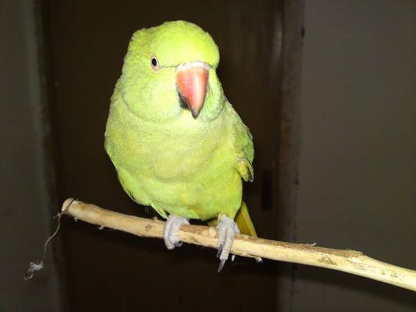 green paroot (raw)