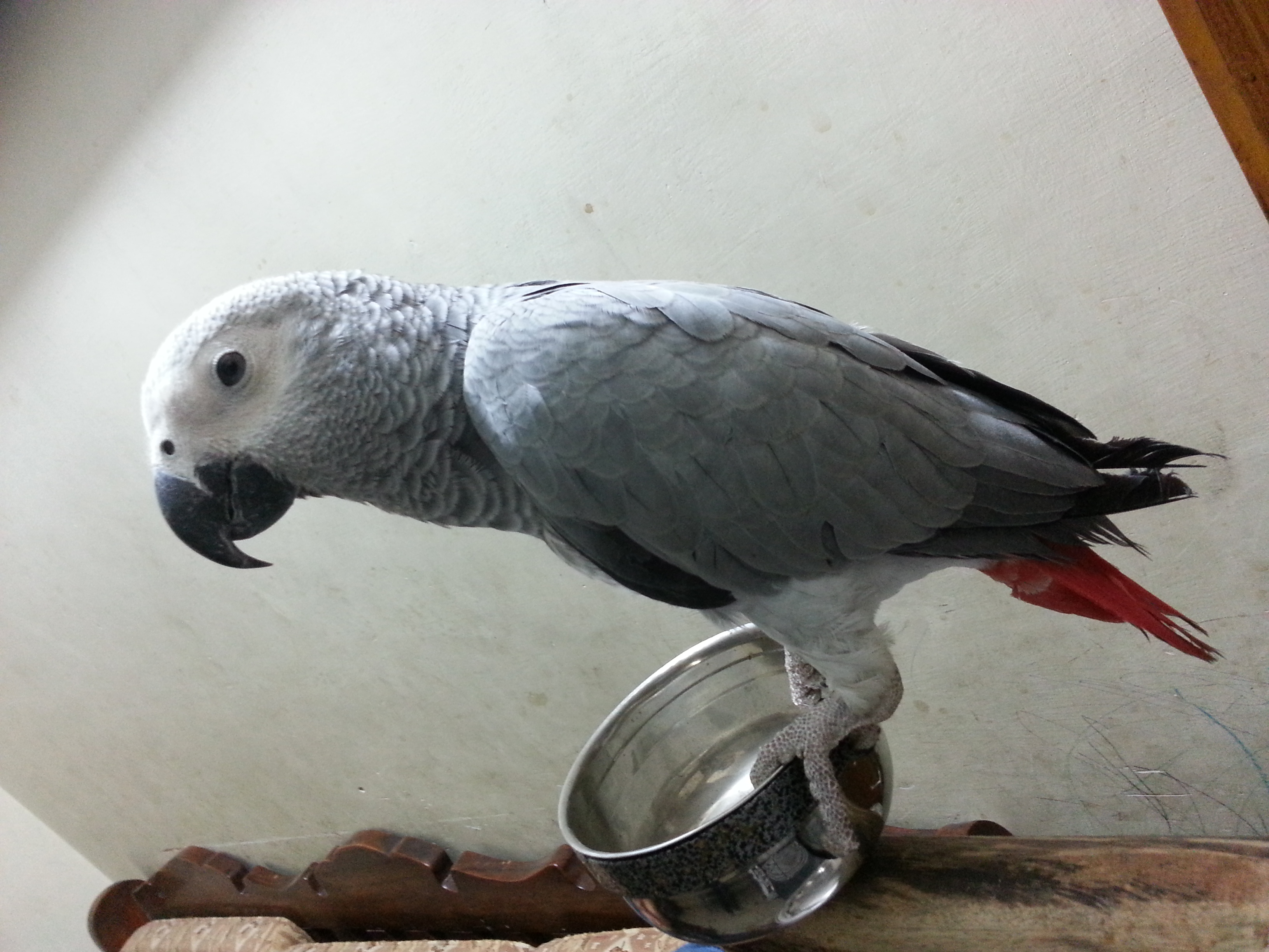 african grey congo looking for a new home