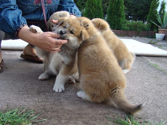 2 MALES AND A FEMALE AKITA INU PUPPIES FOR FREE OFFER. (ADOPTION)