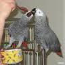parrot and fertile eggs