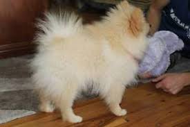 Priceless White Pomeranian Puppy For Adoption