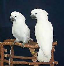 parrot for adoption