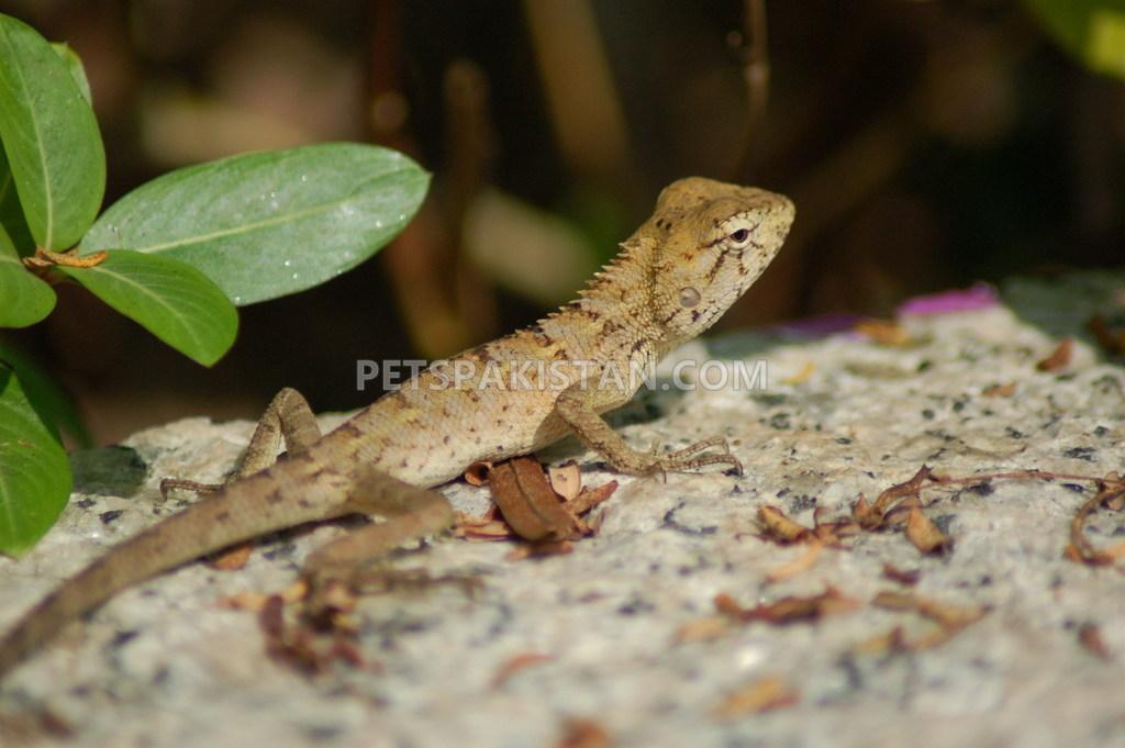 Oriental Garden Lizard