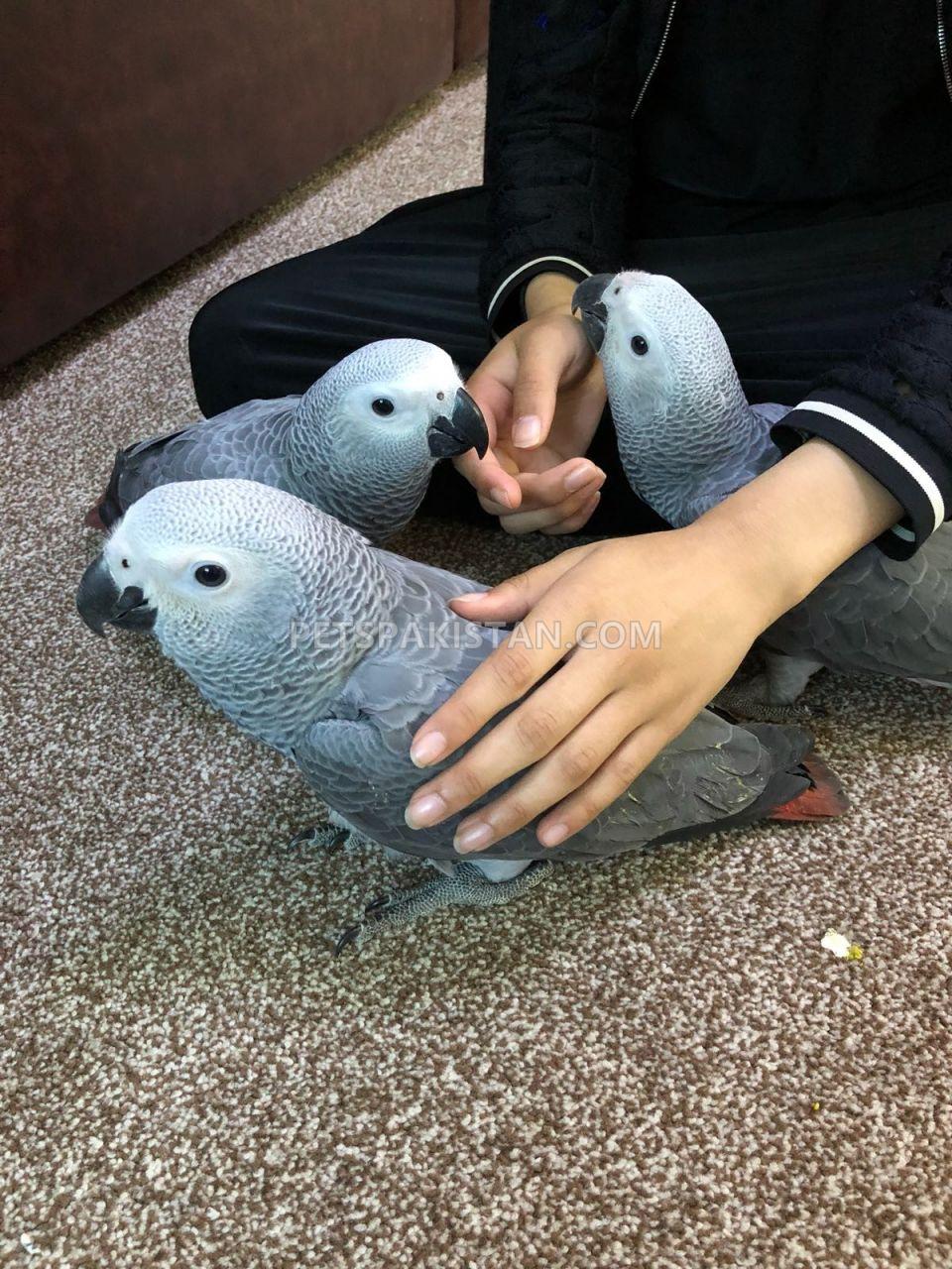 African Grey Parrots for sale.