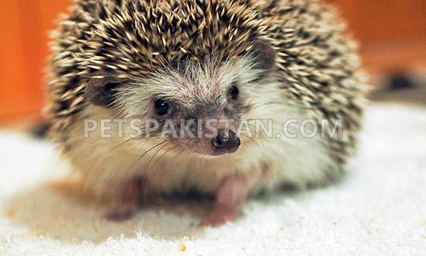 Hedghog for sell in karachi