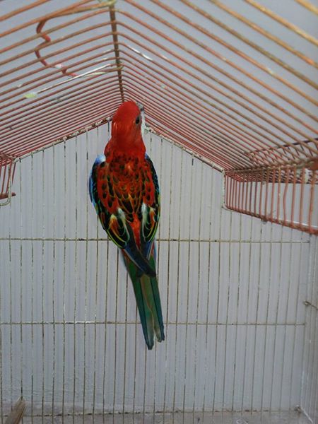 Red rozilla male for sale