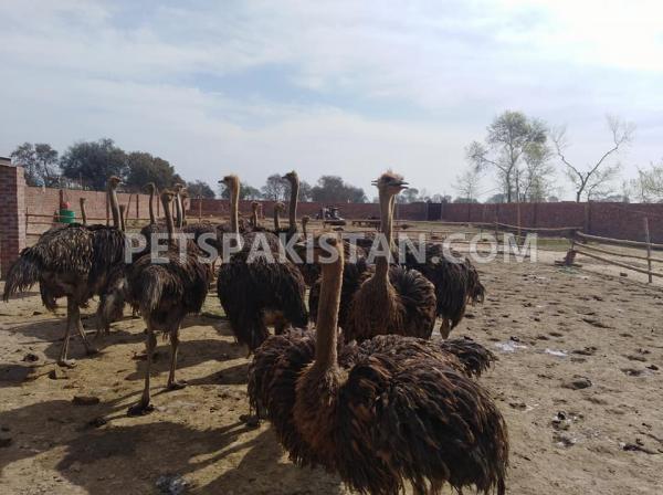 black neck ostrich for sale